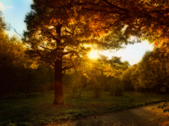 Волго-Ахтубинская пойма обогатилась почти на 5 тысяч саженцев дуба и тополя