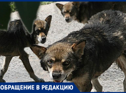 «Стая собак напала на моего мужа», - Мария Бакумова 