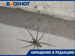 Что за тварь? Жуткого вида паук напугал жительницу Волжского
