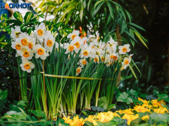 Волжане могут принять участие в конкурсе фотографий первоцветов
