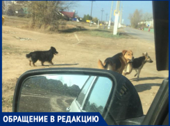 «Пришлось отбивать стаю собак от девушки с годовалым ребенком», - волжанка