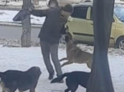 Нападение собак на мужчину попало на видео: свора путешествует по Волжскому