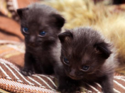 Волжанка возмущена действиями живодера