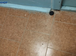 «Отшибатели рогов» терроризируют весь дом тараканами в Волжском