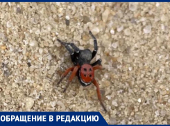 Ядовитые пауки в центре Волжского: на видео могли попасть смертельно-опасные особи