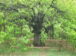 Волжан просят проголосовать за старожила региона – Шакинский дуб