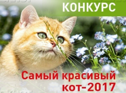 Голосование за участников конкурса «Самый красивый кот-2017» стартовало!