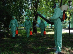  Волжанам предложили забаррикадироваться в квартирах на время обработки деревьев от вредителей 