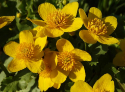 Лягушатник в Волжском еще именуют водяной змейкой