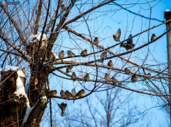 Морозное утро ожидает волжан в день батарейки 