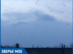 Черные птицы, словно куча насекомых, парили прямо над городом, - волжанка