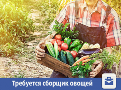 В Волжском предлагают собирать овощи за деньги