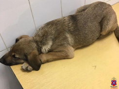 Истерзал щенка ножом посреди двора: на жителя Волжского могут завести дело о жестоком обращении 