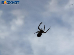 Большинство опрошенных волжан боятся пауков