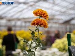 В Волжском модернизируют оранжерею в 2026 году