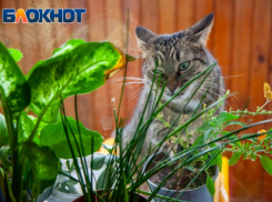 Мартовские коты споют хором на крыше в воскресном Волжском
