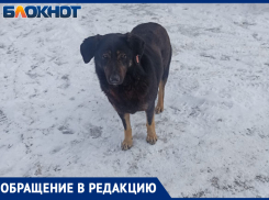 Нападает на детей и рвет кошек: в Волжском жители побаиваются добродушной с виду собаки