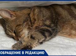 Кот из Средней Ахтубы оказался на грани смерти из-за ошибки ветеринара