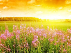 День окружающей среды будет ясным и солнечным