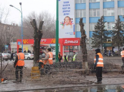 В Волжском проходит омолаживающая обрезка деревьев