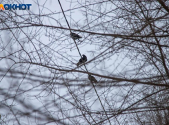 Морозы держатся в Волжском: погода