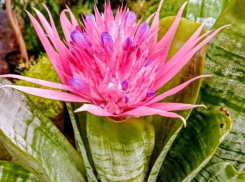 В ботаническом саду зацвел поглотитель формальдегида