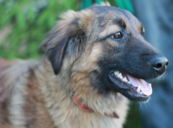 Хозяева молят волжан о помощи в поисках пропавшего друга