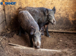 Больной кабан стал причиной карантина в Волгоградской области