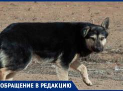  В Волжском жители поселка устали от бездомных собак и забитой ветками мусорки