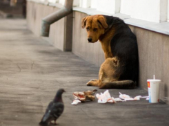 В Волжском выделяют 1 миллион на бездомных животных