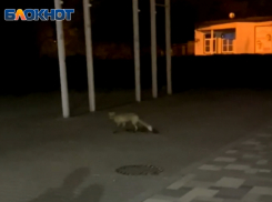 Каких лис можно встретить в Волжском и где искать плутовок