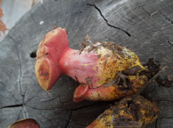 С сентября собирать грибы в Волгоградской области можно будет только по спецразрешению