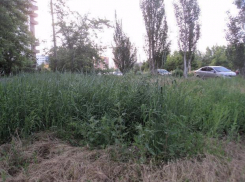 В Волжском ликвидируют заросли