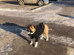 В Волжском начали одевать собак