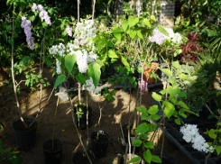 В Волжском зацвела «Сирень Победы» опередив все сроки