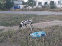 Далматинец-потеряшка бегает по микрорайону
