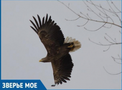 У Волжской ГЭС пролетал мощный орлан-белохвост