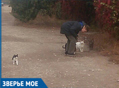 Сердобольный мальчик, кормящий кошек, умилил прохожих в Волжском 