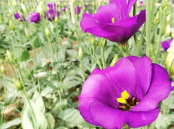 В ботаническом саду зацвел прекрасный лизиантус