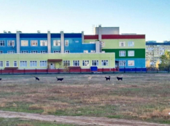 Волжане боятся отпускать детей на улицу из-за бездомных собак