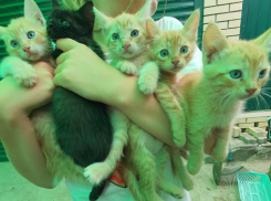 Маленькие рыжие котята ищут семью в Волжском
