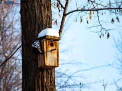 Погода в Волжском отнеслась прохладно к международному дню доброты 