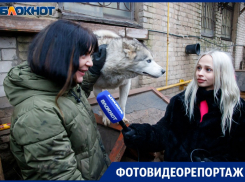 В твоих руках 150 жизней: приют для животных на грани закрытия в Волжском