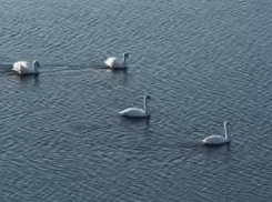 «Белые принцессы Ахтубы»: лебеди и уточки облюбовали парк Гайдыма и едят с рук у волжан