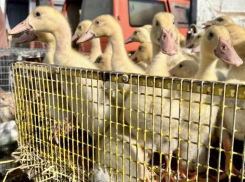 Покупка живой птицы без документов: риски для здоровья и хозяйства