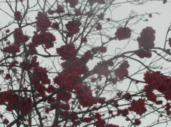 Плод этого дерева может убить человека в определенное время года: растет в Волжском