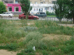 В Волжском трава создает пожароопасную ситуацию
