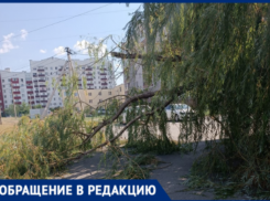 Волжане жалуются на мусор и поваленные деревья спустя неделю после урагана