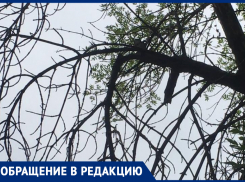 Сломанная ветка свисает над местом парковки автомобиля во дворе Волжского