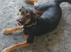 Потерялась сторожевая собака по кличке Ступенька